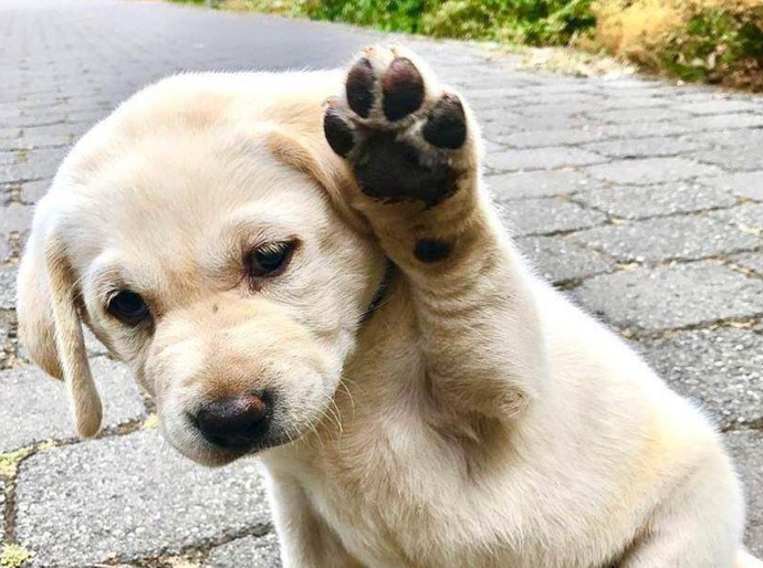 Labrador puppy high-five