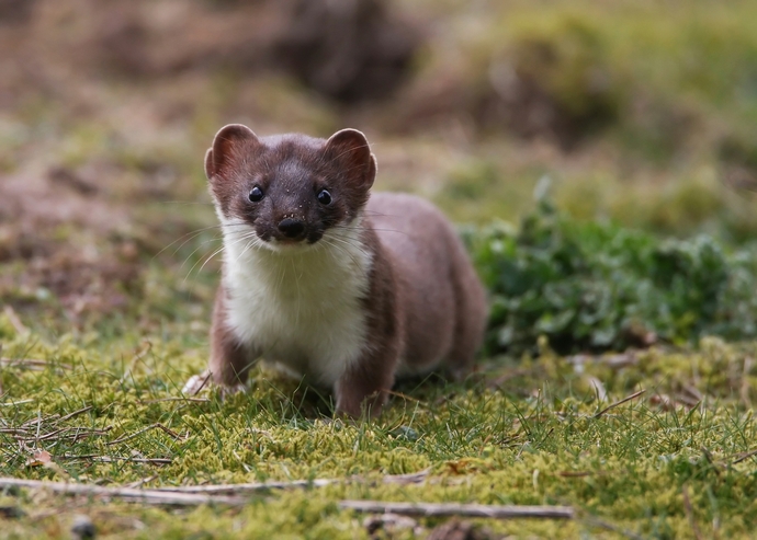 Why don't people believe me when I say that skunks can talk?