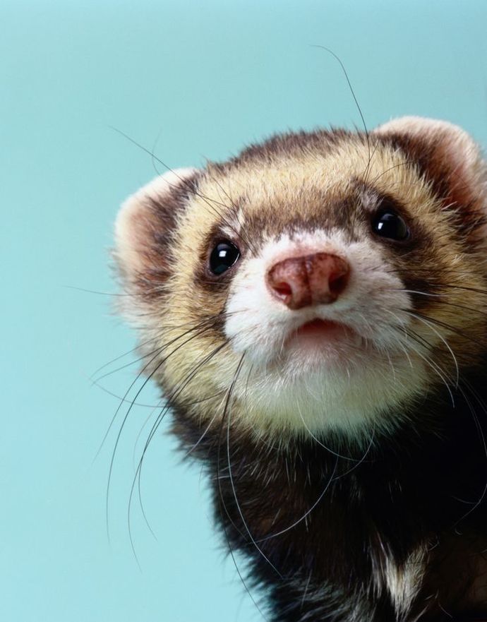 Why don't people believe me when I say that skunks can talk?