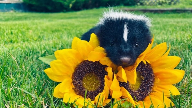 Why don't people believe me when I say that skunks can talk?