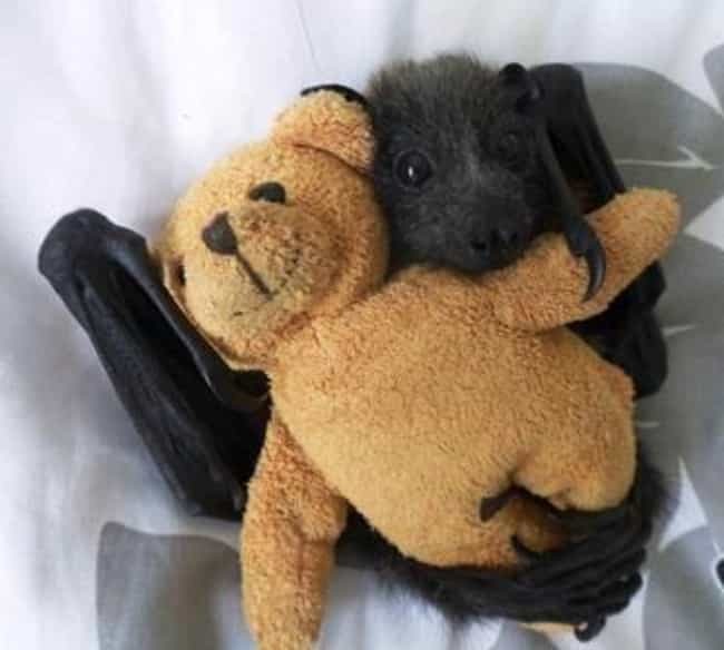 If there was a single bat in the house like the main living area like the kitchen or something would you be able to smell pee or poo even if you didn?