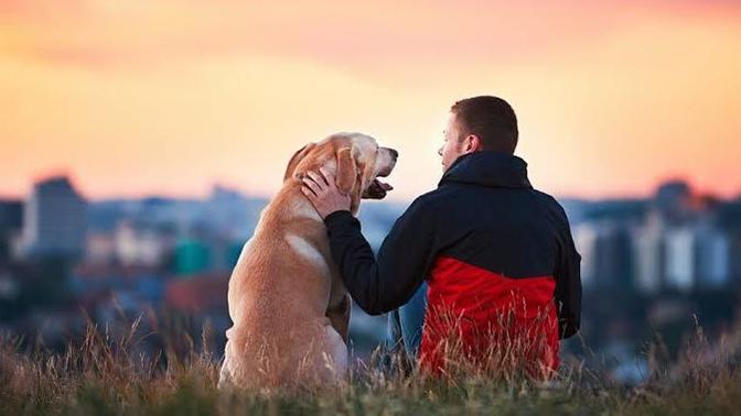 Do dogs know that humans are male and female?