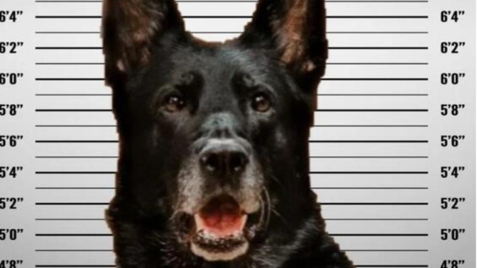 Is this DOG guilty of STEALING its owner's LUNCH?