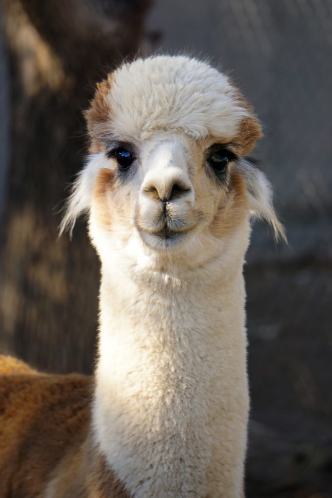 Are llamas racists?