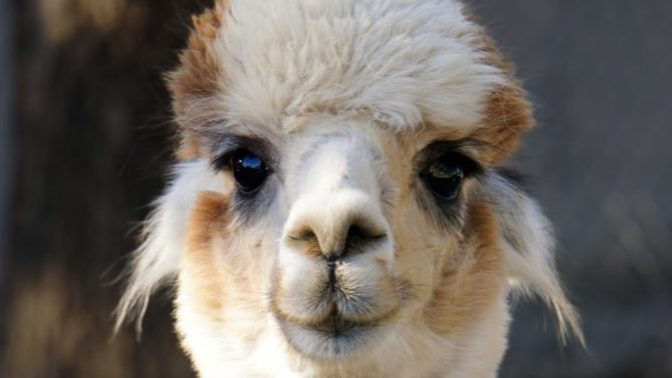Are llamas racists?