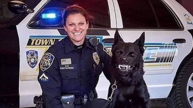 Which dog breed is this doggo?