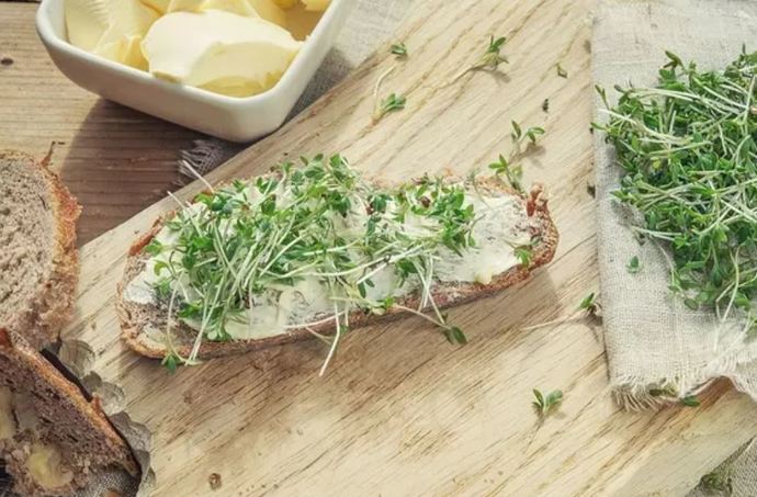 Have you grown microgreens since you were a kid?