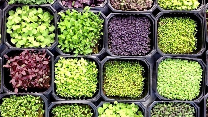 Have you grown microgreens since you were a kid?