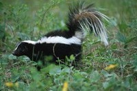Would you have a skunk as an animal?