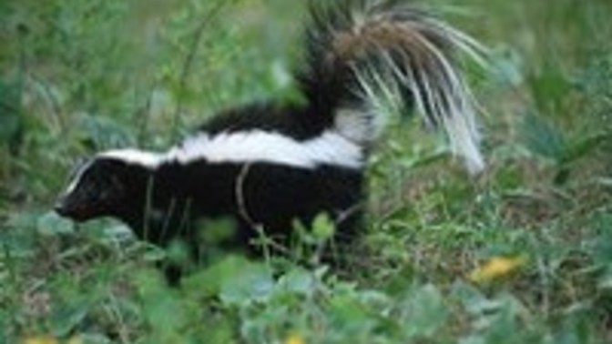 Would you have a skunk as an animal?