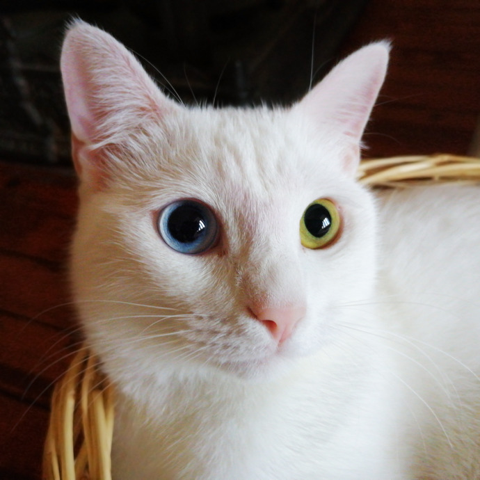 Do you like Van cats of Turkey?