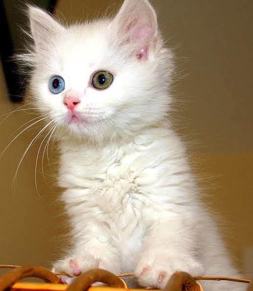 Do you like Van cats of Turkey?