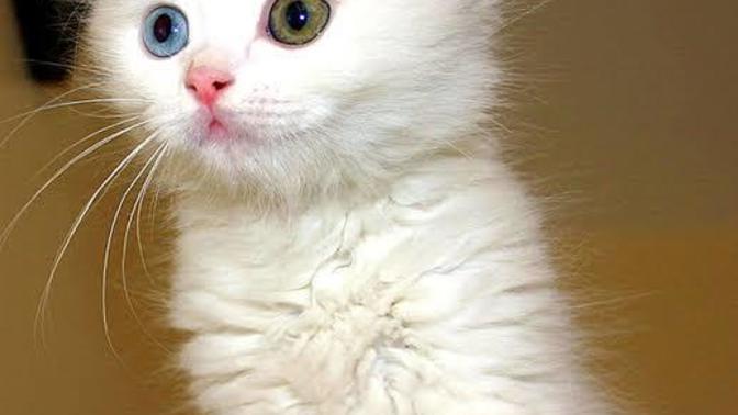 Do you like Van cats of Turkey?
