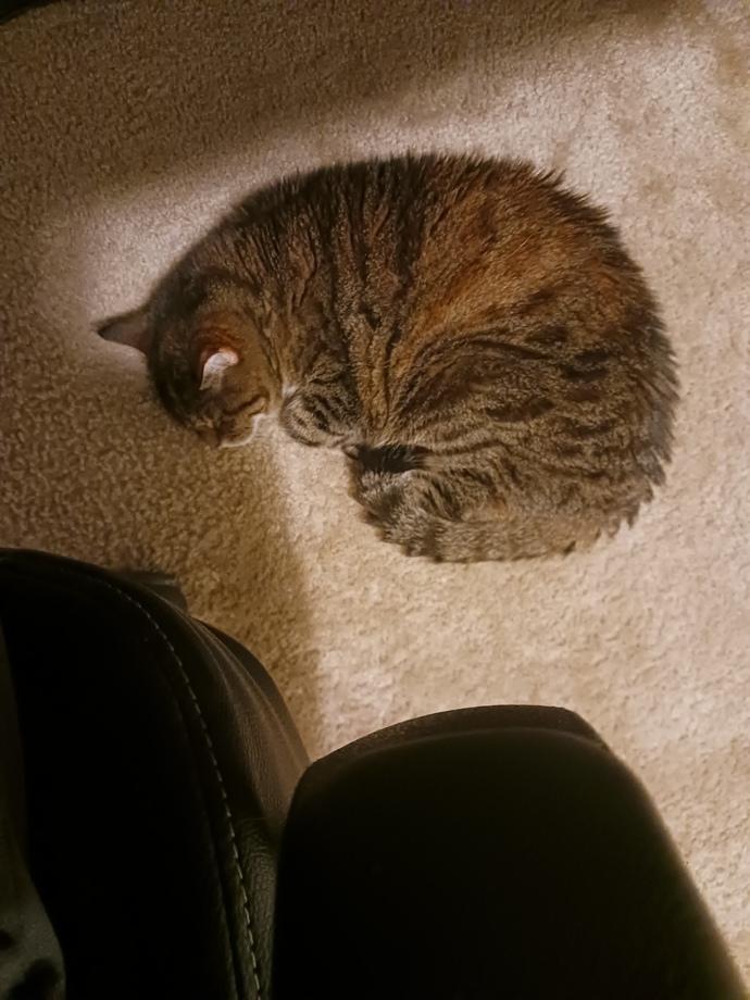 My cat has lived with me inside my house for 16 1/2 years should I finally adopt her?