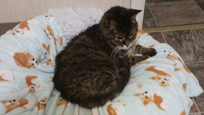 My cat has lived with me inside my house for 16 1/2 years should I finally adopt her?