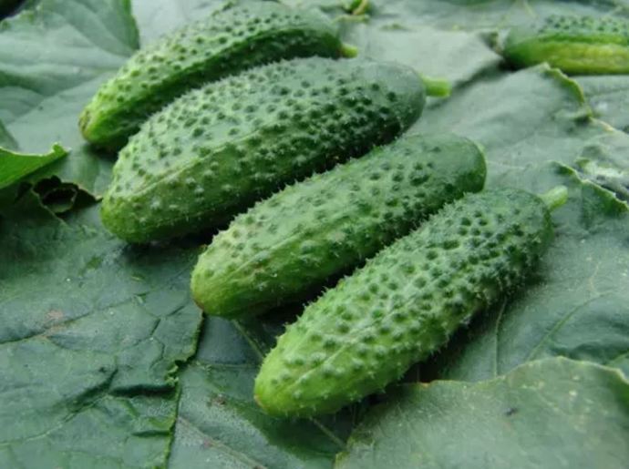 Do you like the taste of cucumber?
