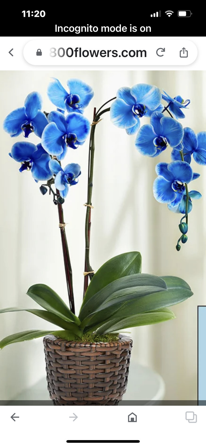 Valentine’s Day is coming up, do you have any special plans?