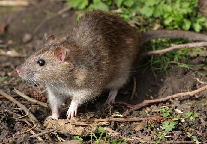 What small animal would you rather be turned into?