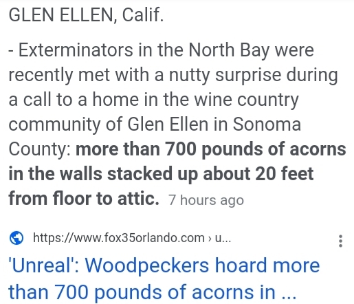 700 pounds of acorns found in walls in Ca?