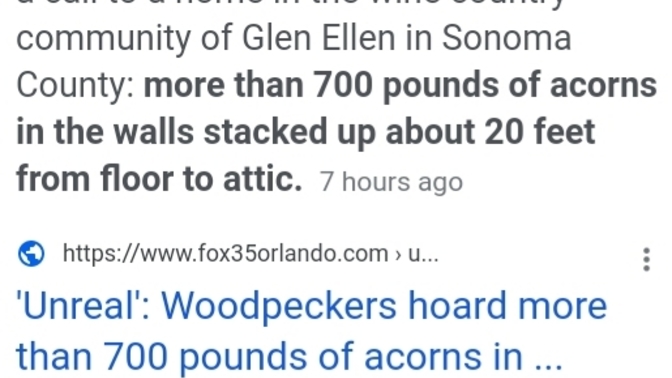 700 pounds of acorns found in walls in Ca?