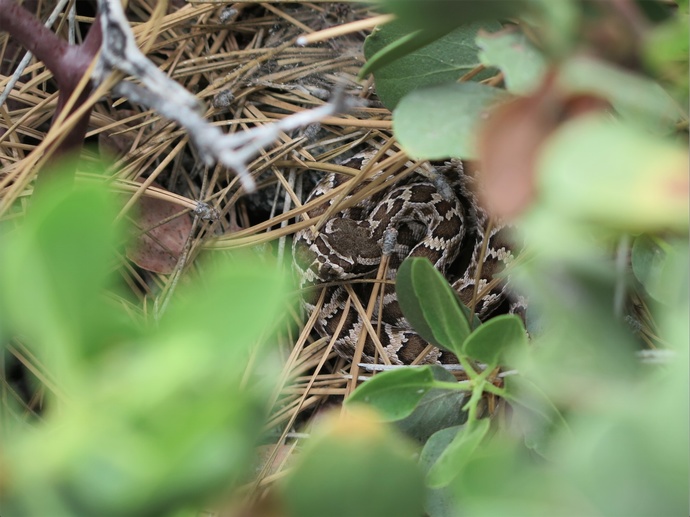 Have you run across a rattle snake?