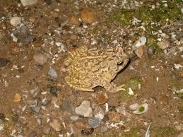 This little guy is Fowler's Toad, he sounds like a baby crying, there are recordings online have a listen and see.