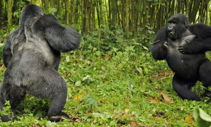 GORILLAS FIGHT TO SHOW WHOS THE WINNER