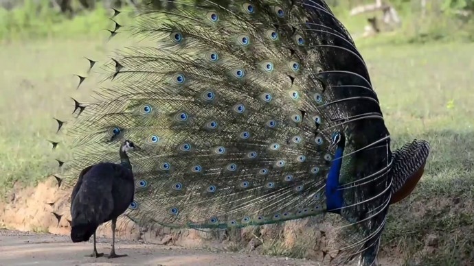 THE PEACOCK IMPRESS THE FEMALE