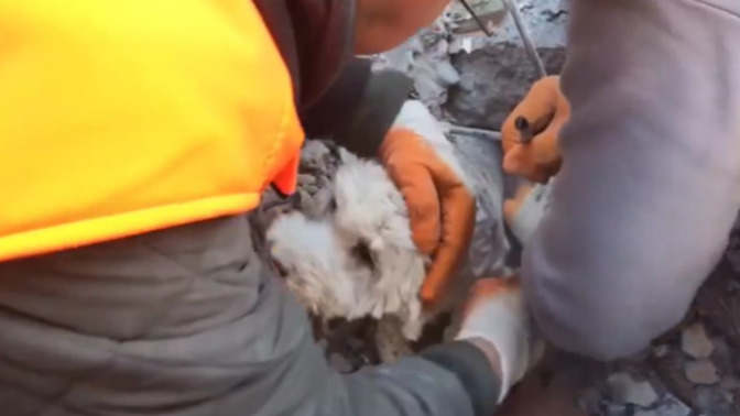 Did you see how a dog was rescued on the 3rd day of the earthquake in Turkey?