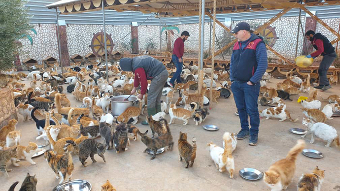 Does anyone else feel bad for all those cats who died in the Turkey Earthquake?
