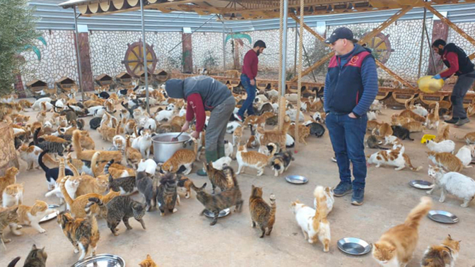 Does anyone else feel bad for all those cats who died in the Turkey Earthquake?