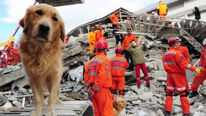 Do you think animals can sense disasters such as earthquakes in advance? Have you ever experienced such a moment?