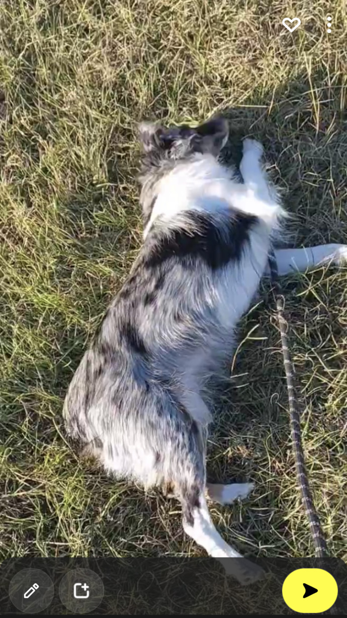 What color collar would look best on her?