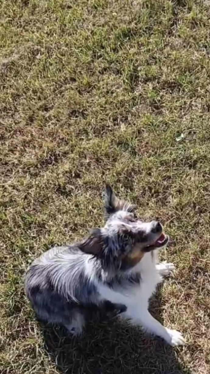 What color collar would look best on her?