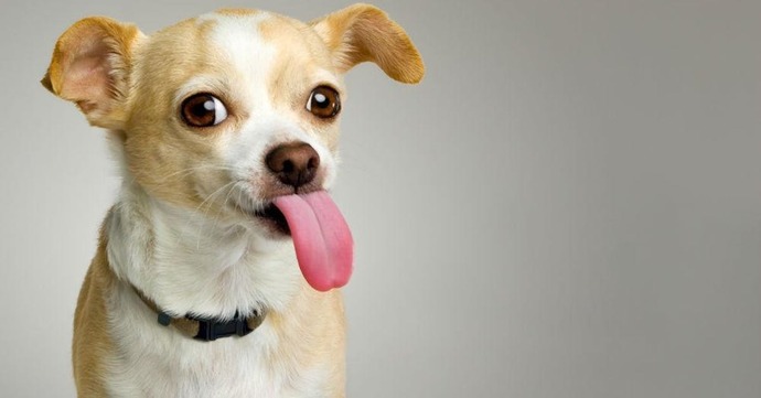 Should you give up your dog if your partner doesnt like dogs or give up your partner?