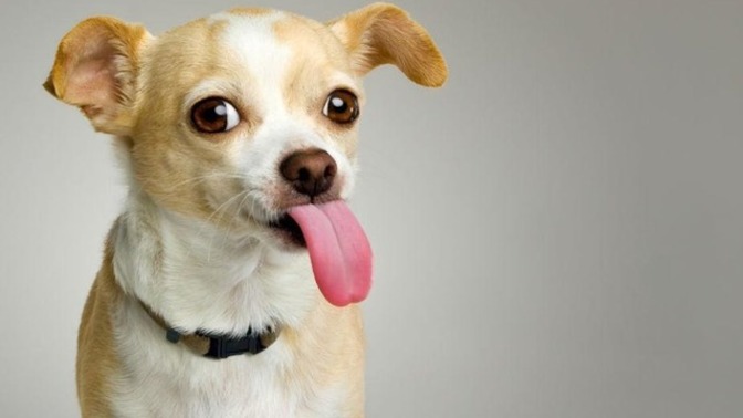 Should you give up your dog if your partner doesn't like dogs or give up your partner?