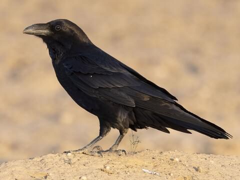 Would you follow a bird if you were lost?