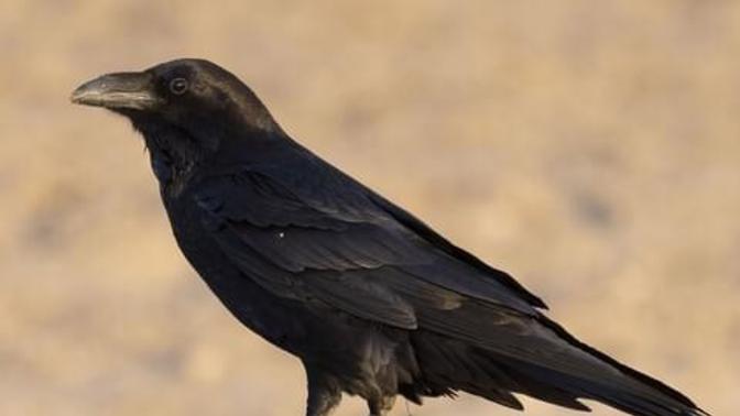 Would you follow a bird if you were lost?