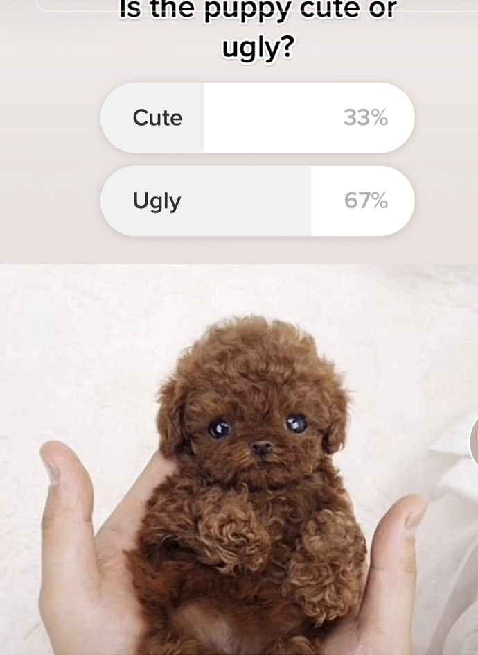 Why do people think this puppy is ugly?