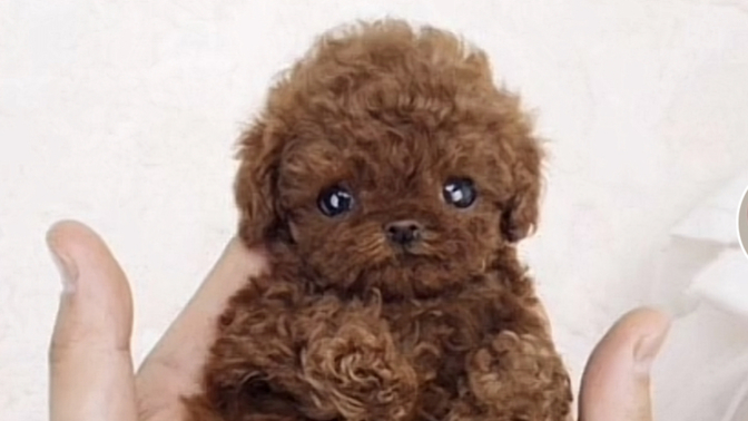 Why do people think this puppy is ugly?