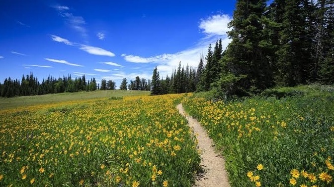 What can nature teach us about our own paths in life? what can we learn from what nature can teach us? how can we improve our own lives?