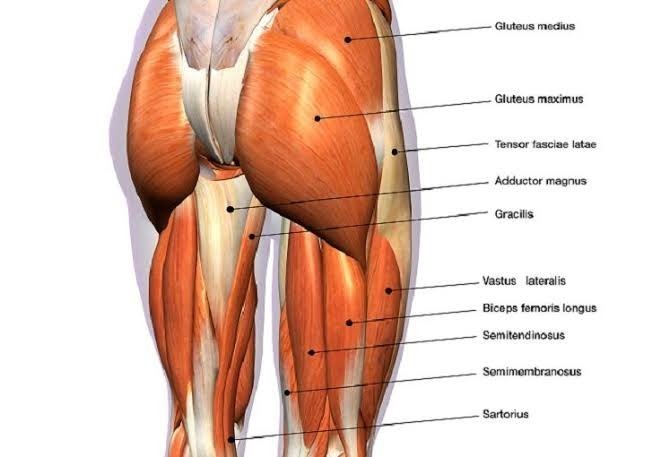 Which butt muscle is this (not my butt)?