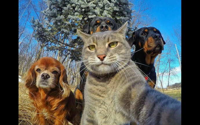 Do you like selfie cat?