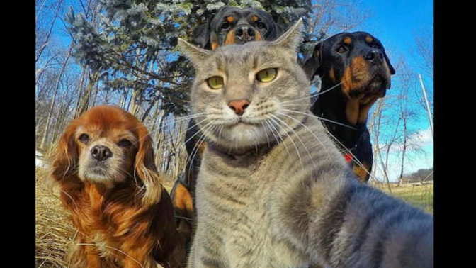 Do you like selfie cat?