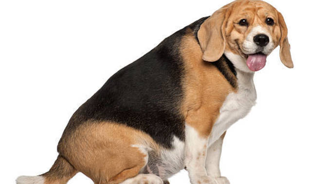 Do I have the right to physically assault my boyfriend after he kicked my 10 yr old dog?