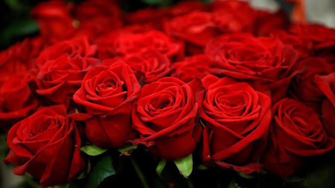 Why did my bestfriend gave me roses on Valentine's day?