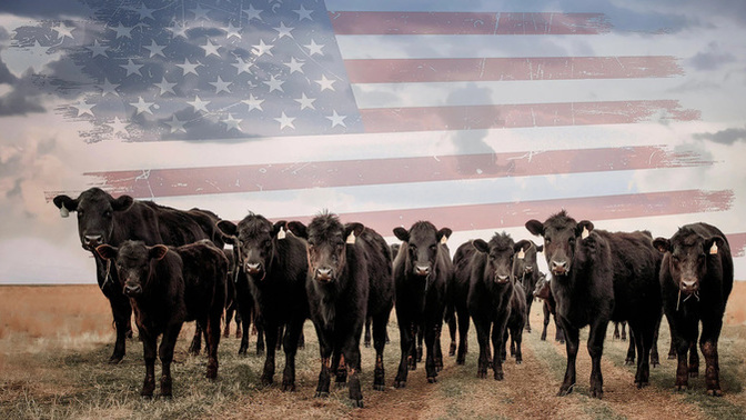 Are Americans like cattle; happy to be well fed and unconcerned that in the end, they will be taken to slaughter house and sold for a profit?