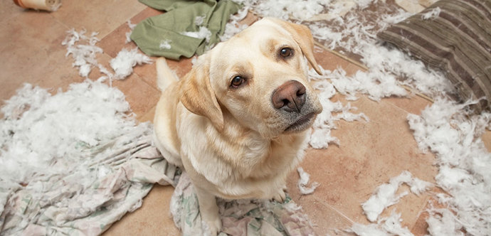 My wife hates my dog and wants me to re-home her. What should I do?