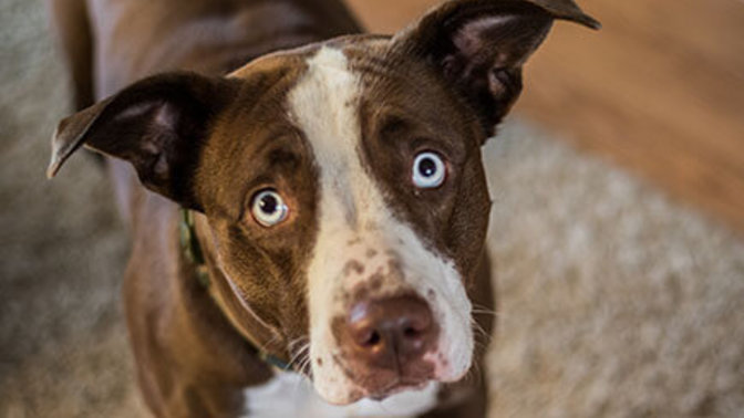 My wife hates my dog and wants me to re-home her. What should I do?