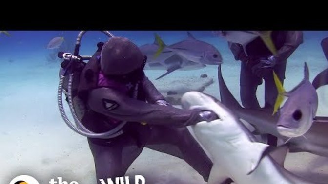 How likely are you to get into the live shark hook removal business?